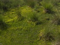 NL, Noord-Brabant, Asten, Astensche Peel 1, Saxifraga-Marijke Verhagen